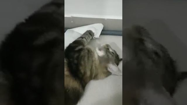 Норвежская лесная кошка Полли Polly On Fashion Peak смотреть онлайн