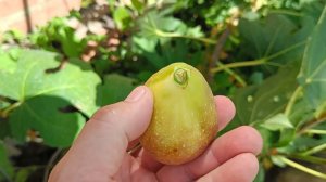 Инжир сорт Брунсвик