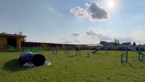 Обучение аджилити с 0 | Первые тренировки по аджилити| 2-6 месяцев| Agility | Puppy | Border collie