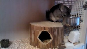 Новорожденные шиншилята