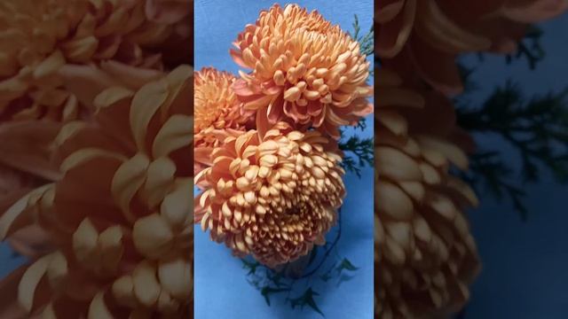 Хризантема яркие шары.  #хризантема#хризантема кустовая#хризантемамультифлора#цветыхризантемы