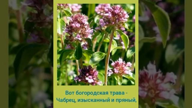 🌱Чудо - чай 🌱 от 50 болезней👍 #здоровье #спокойствие #жизнь #счастье #семья #родныелюди #дараприрод