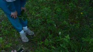 В лес с травницей. Астрагал и вероника
