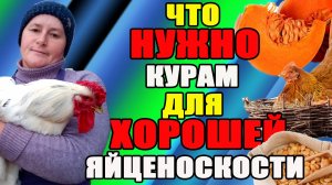 Что НУЖНО курам для ХОРОШЕЙ яйценоскости.