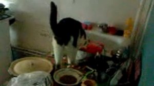 Наглый кот на столе