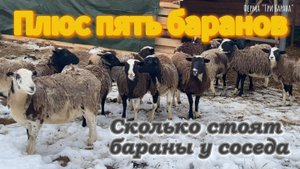 Новые бараны на ферме .Счастье фермера .Сколько стоят бараны у соседа .