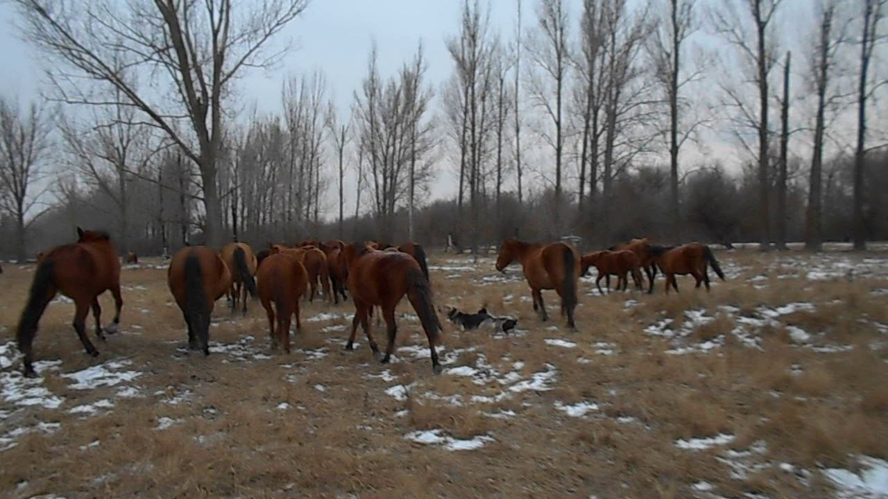 08.02.2021 ЧТО ДЕЛАТЬ? : ЛПХ В ОПАСНОСТИ смотреть онлайн