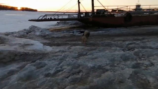 Вечерняя прогулка с собакой смотреть онлайн