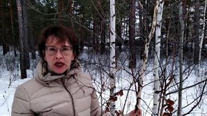 Зимний лес. Берёза. Энергетические свойства