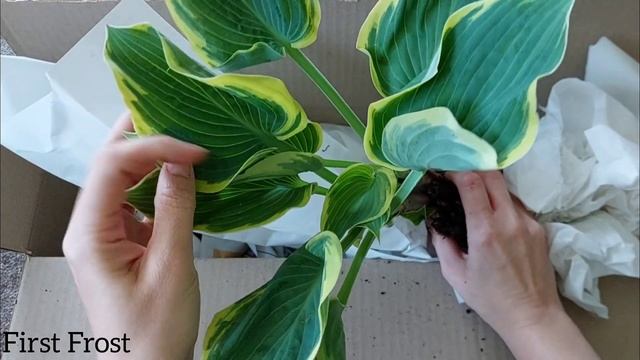 Hosta|Хости|Хосты|Распаковка и посадка новинок🌱
