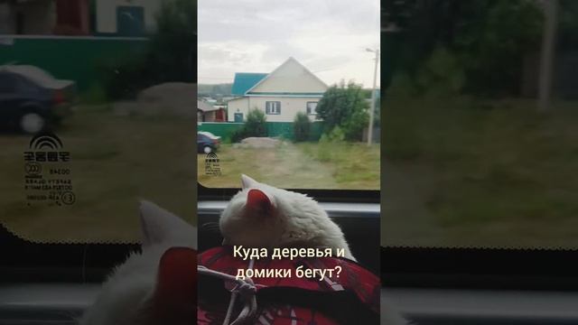 🔊Беляш путешествует