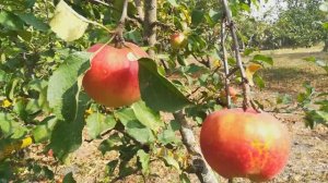 В гостях на юге... 🥰🍑🍐🍎🍈🍇