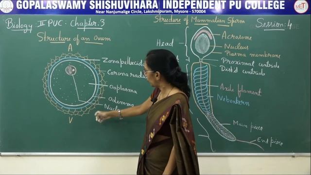 BIOLOGY | II PUC | CH 03 | HUMAN REPRODUCTION - GRAAFIAN FOLLICLE | S04