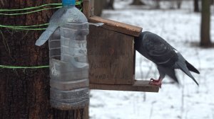 Голубь и беличья кормушка. Зарисовка