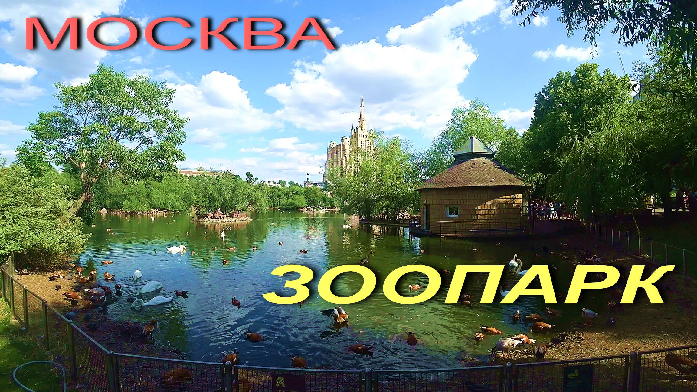 МОСКВА.18.06.2023. ЗООПАРК .. смотреть онлайн