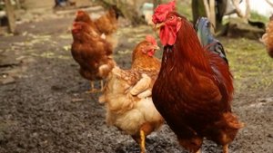 Фермерское хозяйство...