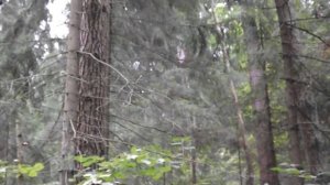 Охота на вальдшнепа с английским сеттером EDO od RACE 06/09/2022