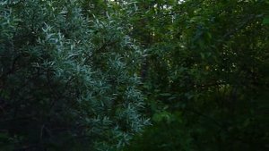 В лес с травницей. Облепиха, сныть, репешок