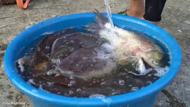 Harvest Fish from long-term ponds to sell at the market, Gardening to grow Cu Kieu | Trieu Mai Huong