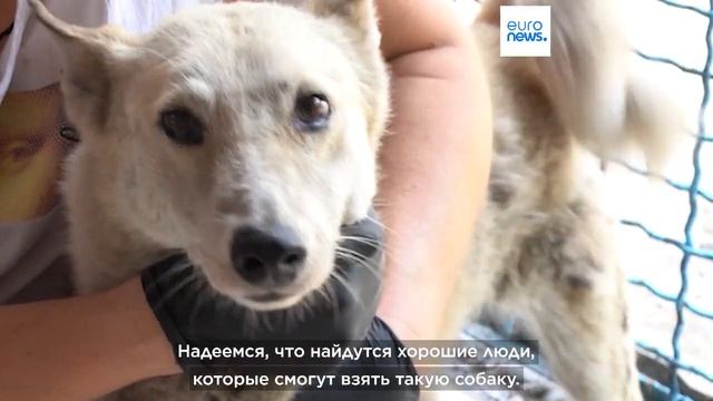 Волонтеры эвакуируют животных из прифронтовой зоны
