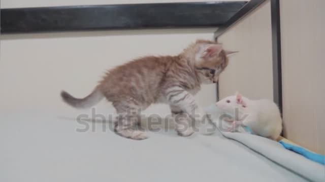 Милые котята 😺😺😺 смотреть онлайн