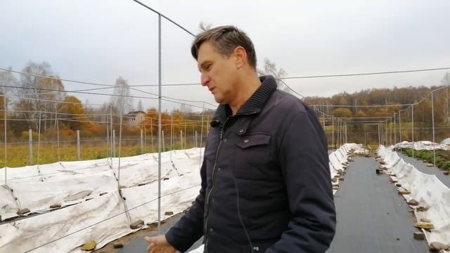 Шпалера и укрытие виноградника.