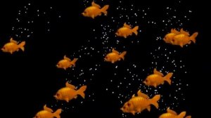 Футаж рыбки