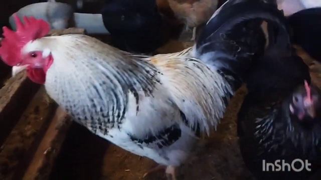 ДАЧА/КОСТРИРУЕМ КОЗЛЁНКА/СТРИЖЁМ КОЗЕ КОПЫТА/ИНСТРУМЕНТЫ/КУМЫКСКИЙ ХИНКАЛ смотреть онлайн