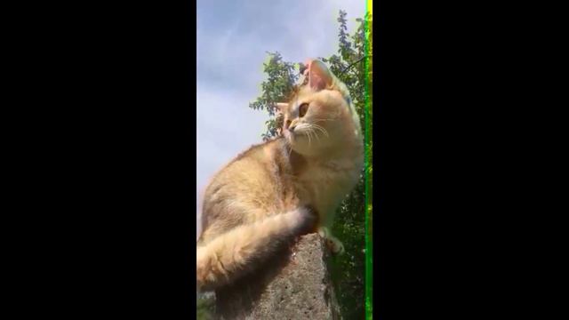 Британские котята,серебристые шиншиллы.