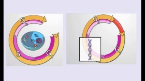 9 класс 5 сабақ Биология  Интерфаза кезеңдері