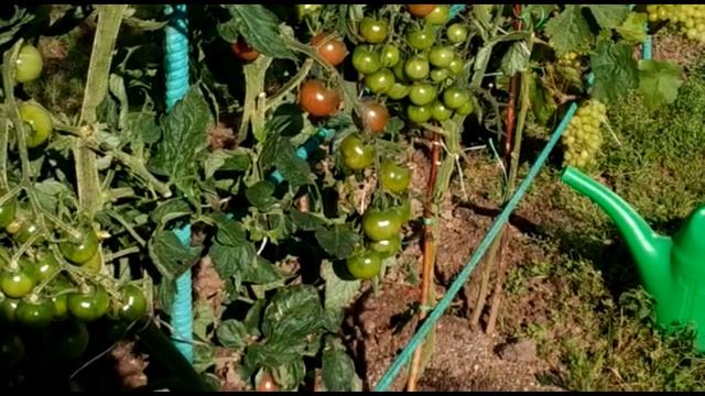 ОБЗОР ИТОГОВ ПО НОВЫМ  СОРТАМ ТОМАТОВ.