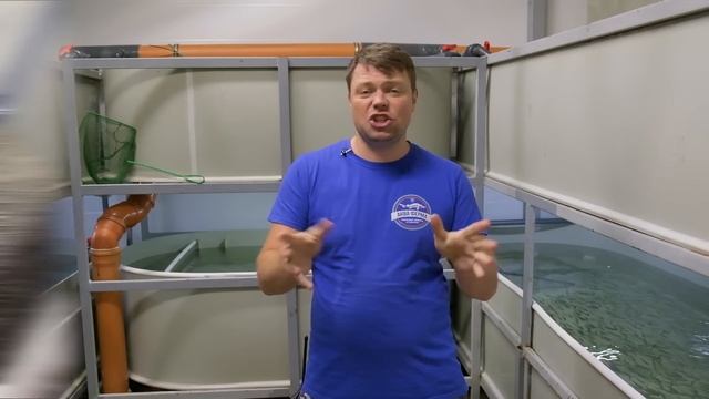 Муксун на АкваФерме часть 4. Первые проблемы
