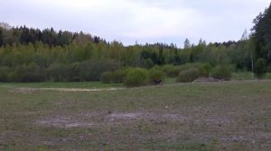 Подзываю лося на гону🦌