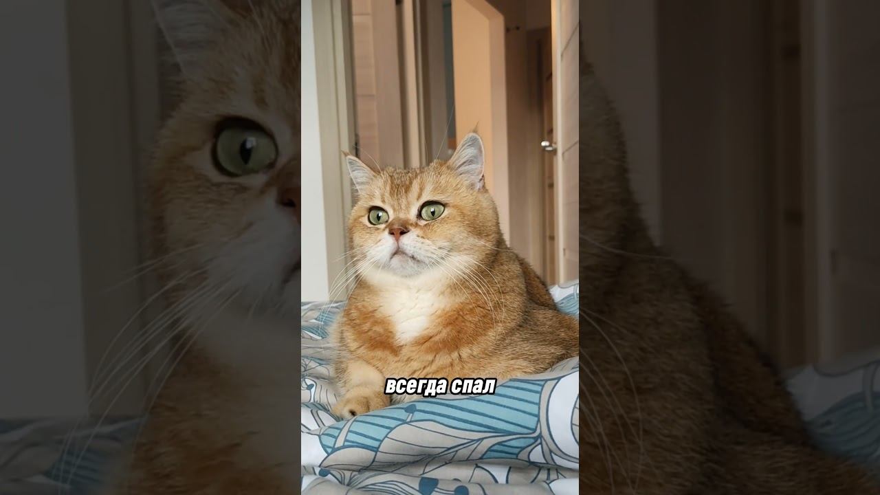 Я с вами лягу #cat #смешнойкот #смешныекоты #милыекоты #котик #catlover #приколыскотами #funnycats