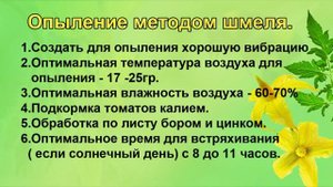 ТОМАТЫ. РЕЗКО УЛУЧШАЕМ ОПЫЛЕНИЕ И ЗАВЯЗЫВАЕМОСТЬ.