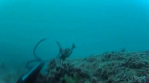 Подводная охота на кефаль в Севастополе 20.11.2016 г.