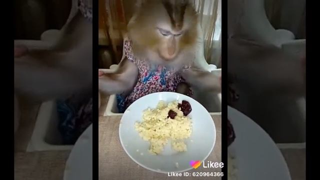Ненужна мне ваша ложка,так вкуснее! #забавныеживотные #обезьянка #лола #мартышка #мням #едимруками