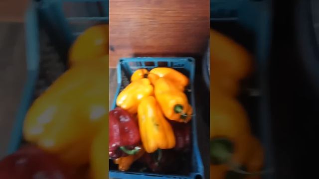 Хороший урожай сладкого перца.