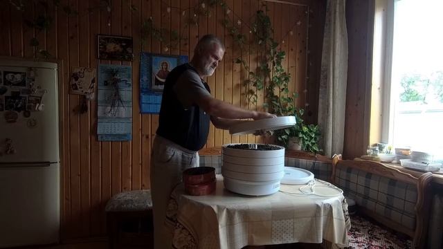 Иван чай. Заготовка иван чая.  Сушка иван чая.
