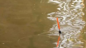 рыбалка на поплавок