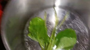 Подорожник, Отвар из подорожника