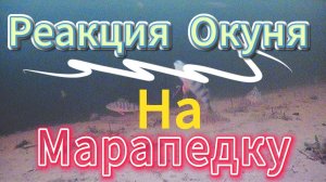 ИЩЕМ ПРИМАНИВАЕМ ПЫТАЯСЬ ПОЙМАТЬ ХИЩНИКА В ГЛУХОЗИМЬЕ 2025 ГОДУ -ОБЗОР НА РЕАКЦИЮ РЫБЫ НА ПРИМАНКИ.