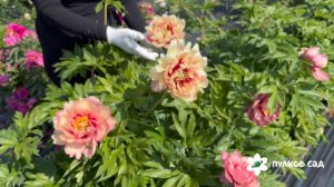 Old Rose Dandy peony. Олд Роуз Денди пион. Пулков сад