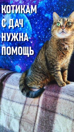 Сегодня день помощи котам, кошкам и котатам, которых оставили на дачах (почти 70 котиков)