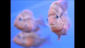 Цихлазома Элиота