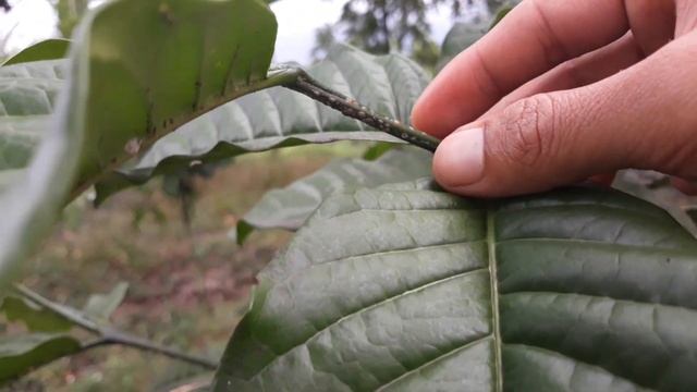 Ini Penyebab Daun dan Buah Kopi Menjadi Hitam смотреть онлайн
