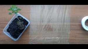 Как упаковать саженцы растений для отправки почтой. 4 разных способа!