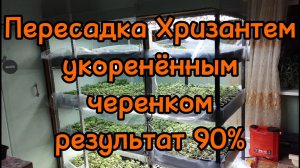 🪴Укоренилось 90% Хризантем пересаживаем в стаканчики 0.2и0.3🪴