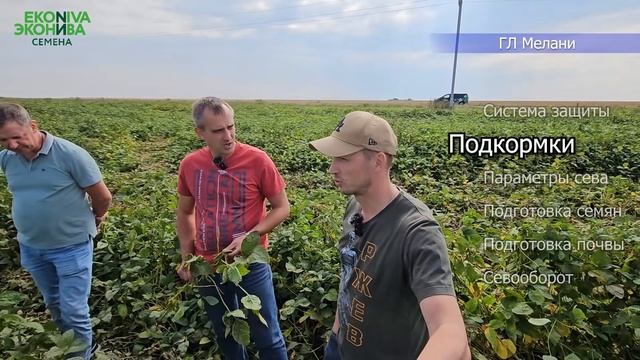 Сорт сои ГЛ Мелани. Орловская обл