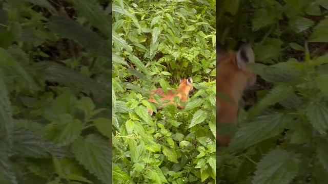 Лисонька на Куршской косе 🦊